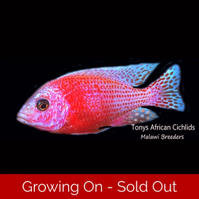 Aulonocara Firefish " ICE "*UK Line Bred* - COLOURED PAIR 7-8cm BACK IN STOCK Aulonocara Firefish " ICE "*UK Line Bred* - COLOURED PAIR 7-8cm BACK IN STOCK